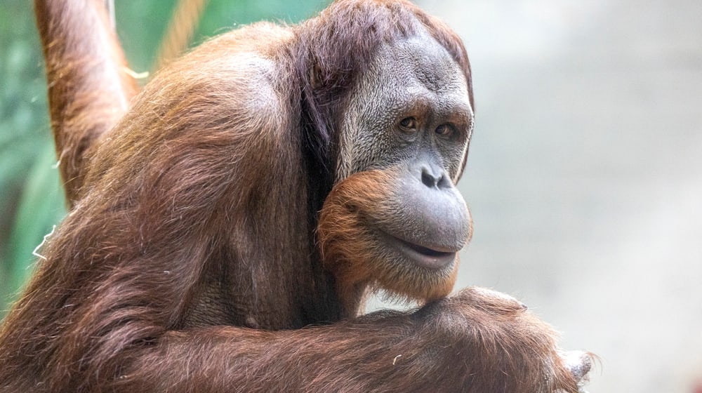 Sumatra-Orang-Utan Hadiah im Zoo Zürich.