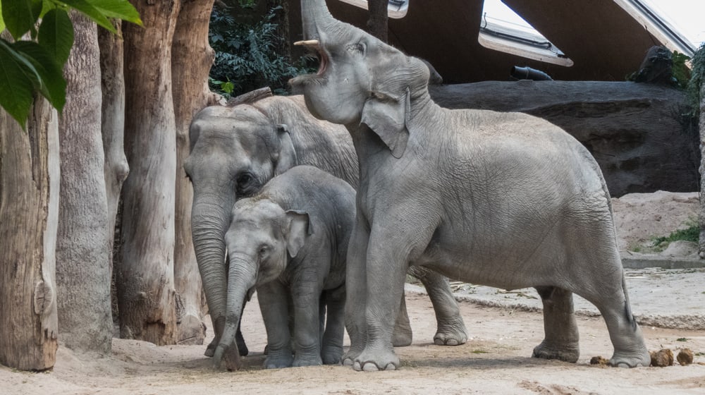 Asiatische Elefanten im Kaeng Krachan Elefantenpark im Zoo Zürich.