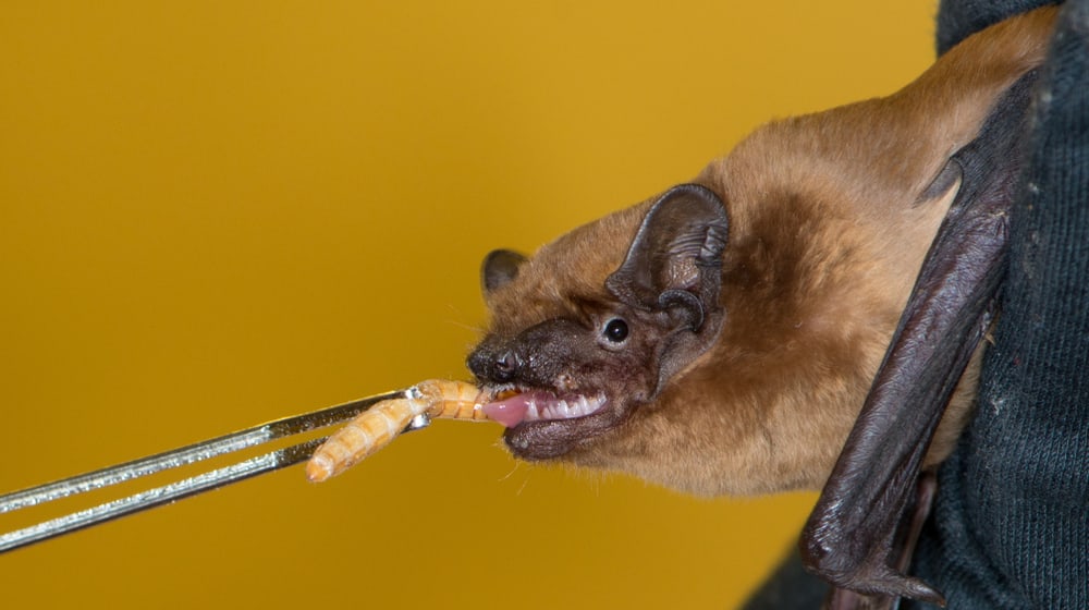 Grosser Abendsegler bei der Fütterung in der Fledermaus-Notpflegestation.