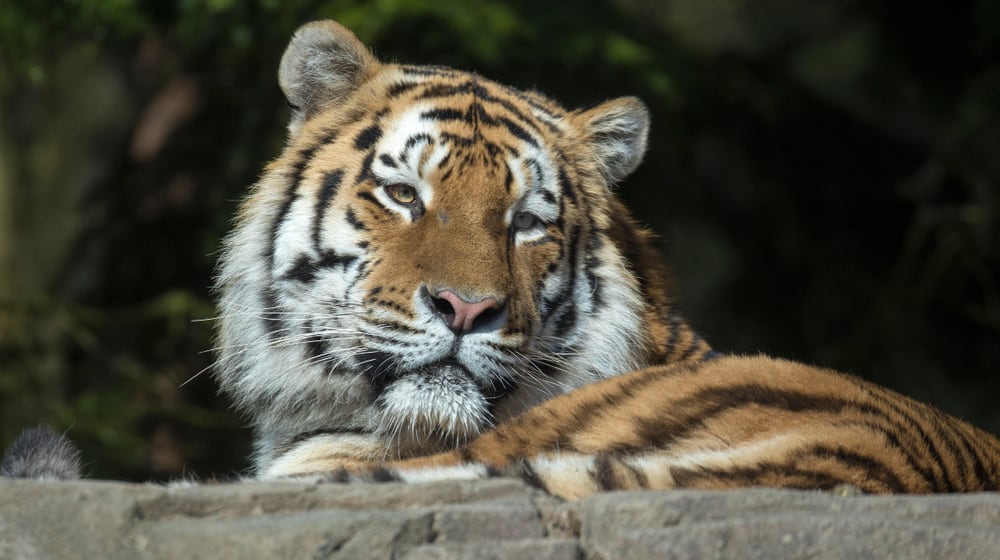 Amurtiger Fedor im Zoo Zürich.