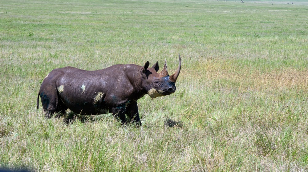 Spitzmaulnashorn "Lucky" nach Behandlung in Lewa.