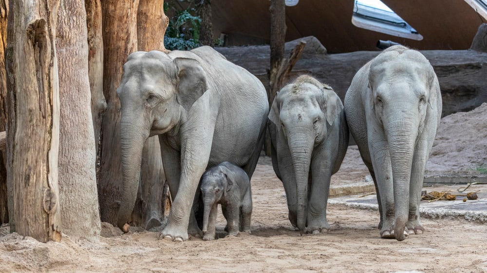 Asiatische Elefanten Indi, Umesh, Omysha und Chandra im Zoo Zürich.