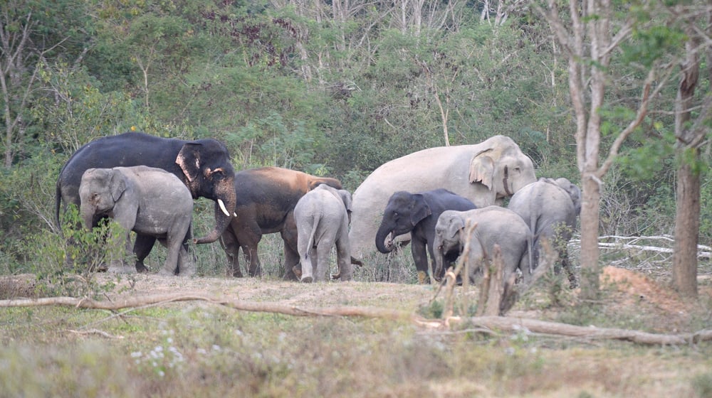 Asiatische Elefanten im Kaeng Krachan Nationalpark in Thailand