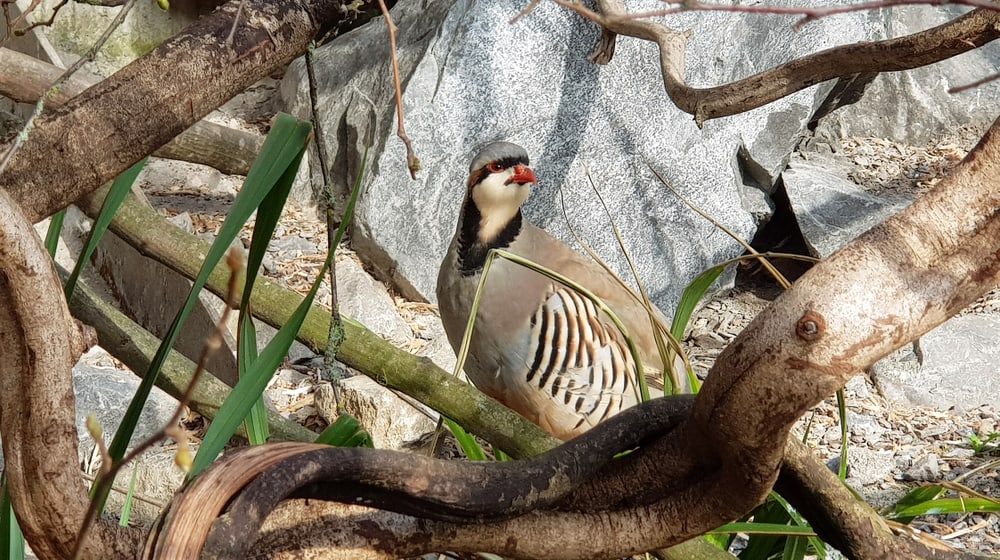 Chukar-Steinhuhn im Zoo Zürich.