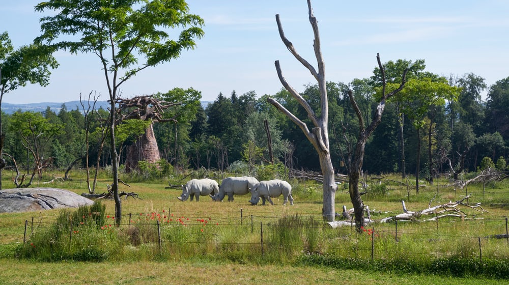 Südliche Breitmaulnashörner in der Lewa Savanne des Zoo Zürich.