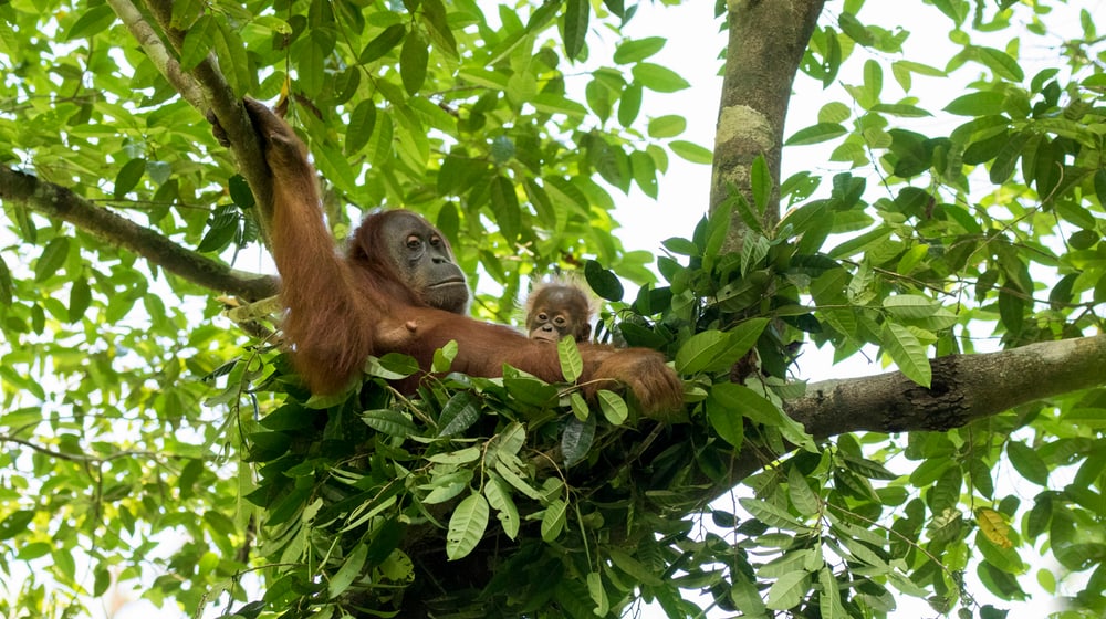Orang-Utan mit Jungtier