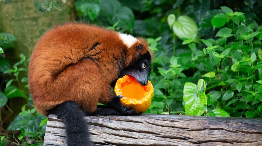 Roter Vari im Masoala Regenwald im Zoo Zürich.