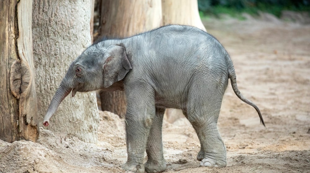 Umesh Elefant Kaeng Krachan Zoo Zürich