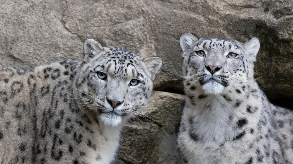 Schneeleoparden Shahrukh und Saida im Zoo Zürich.
