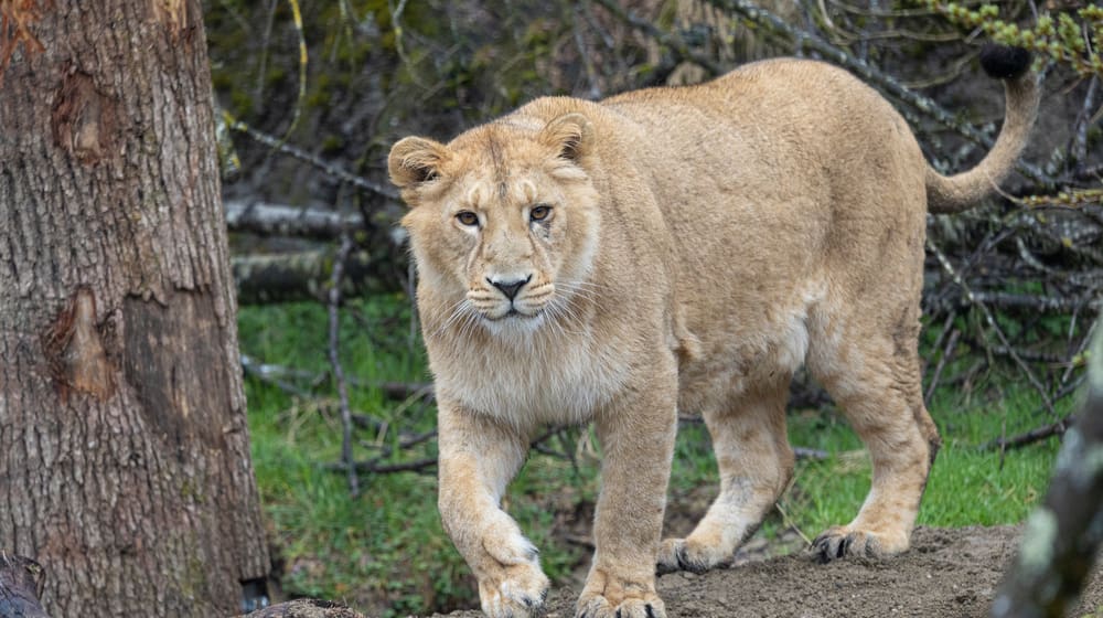 Asiatischer Löwe im Zoo Zürich. 