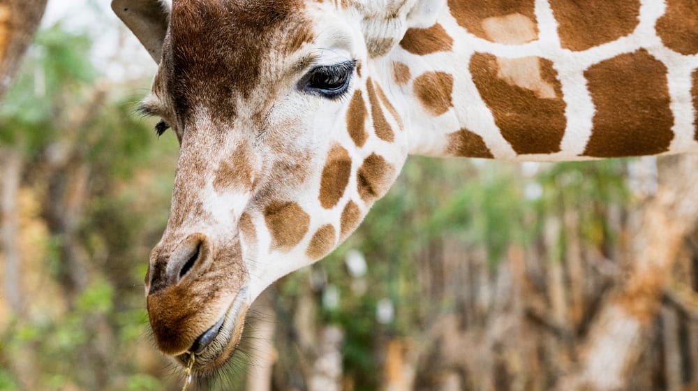 Netzgiraffe Luna in der Lewa Savanne des Zoo Zürich.