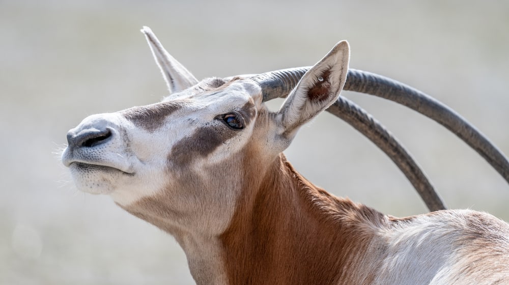 Säbelantilope im Zoo Zürich.