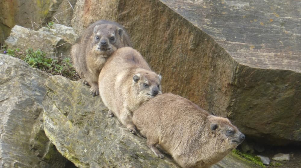 Klippschliefer im Semien Gebirge des Zoo Zürich.