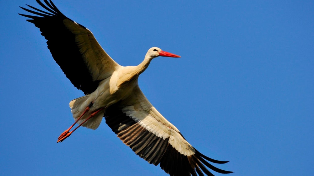 Europäischer Weissstorch im Zoo Zürich.