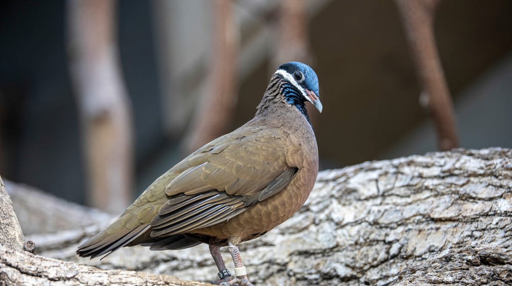 Kubataube im Zoo Zürich.