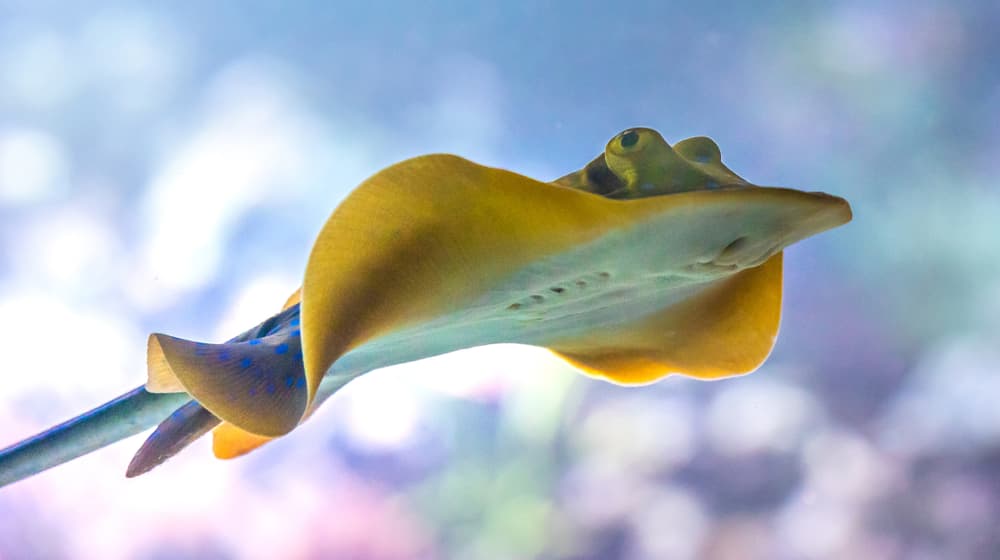 Blaupunktrochen im Aquarium des Zoo Zürich.