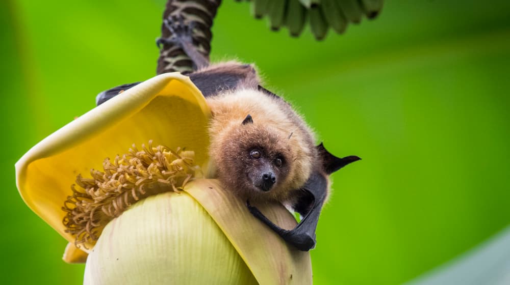 Rodrigues-Flughund auf einer Bananenblüte im Masoala Regenwald des Zoo Zürich
