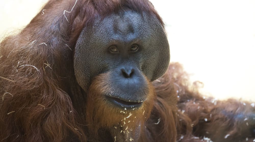 Nahaufnahme von Orang-Utan Djarius 