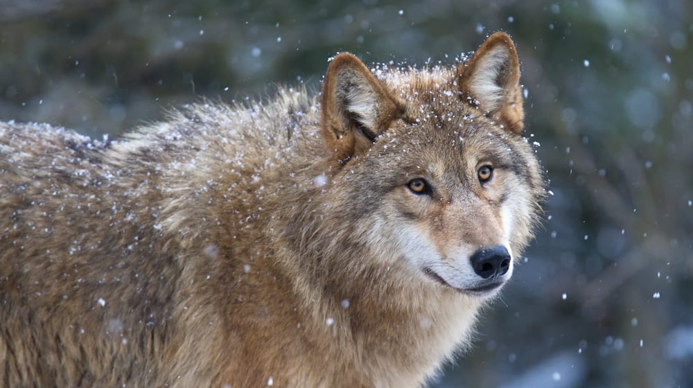 Mongolischer Wolf im Zoo Zürich