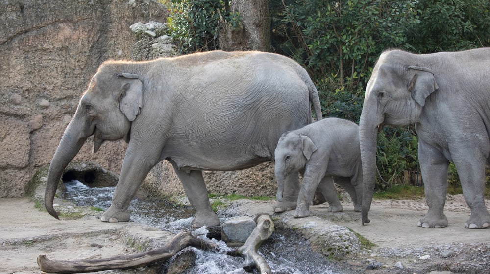 Asiatische Elefanten Ceyla-Himali, Ruwani und Farha im Kaeng Krachan Elefantenpark im Zoo Zürich.