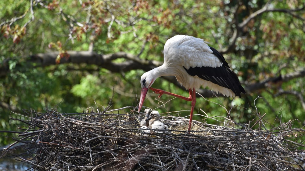 Europäische Weissstörche im Zoo Zürich.