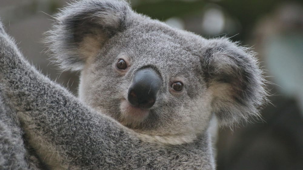 Koala-Männchen Tarni. 