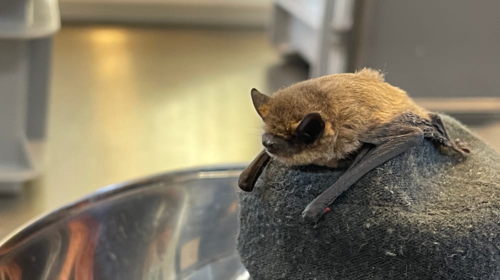 Zwergfledermaus in der Fledermaus-Notpflegestation.