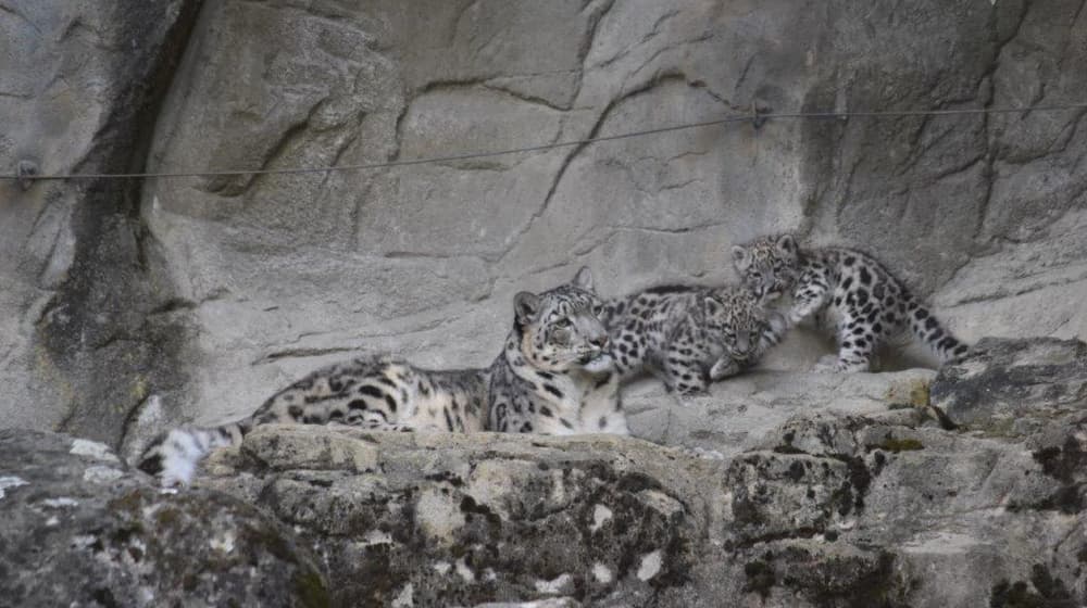 Schneeleoparden im Zoo Zürich.