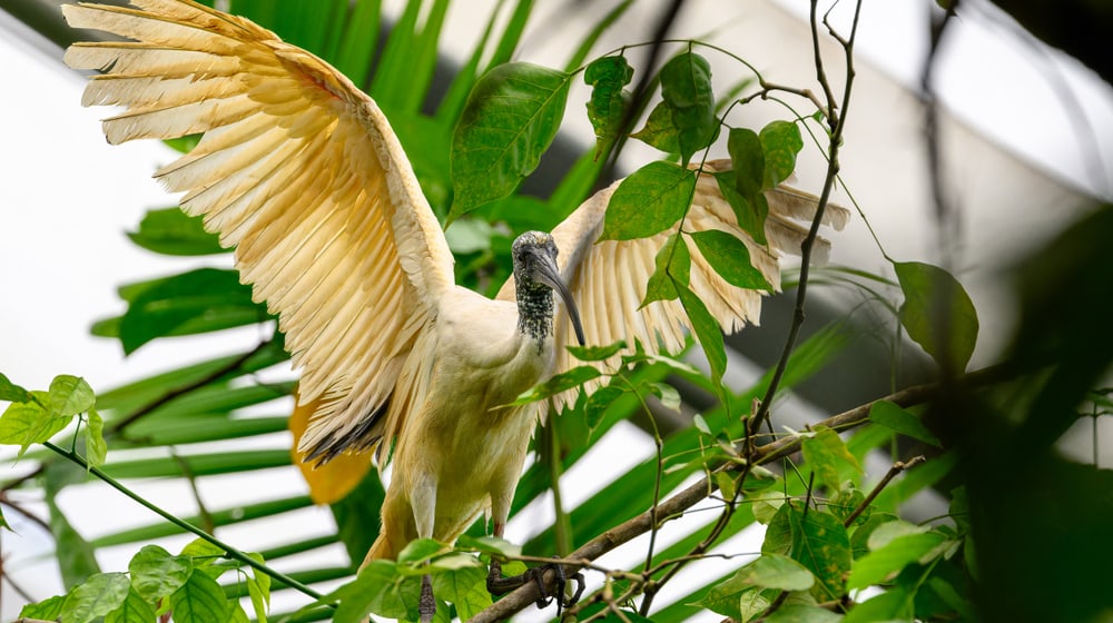 Hellaugenibis im Masoala Regenwald des Zoo Zürich.
