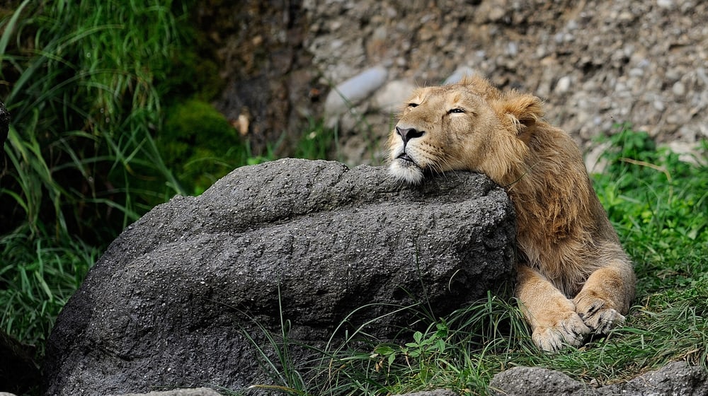 Indischer Löwe im Zoo Zürich