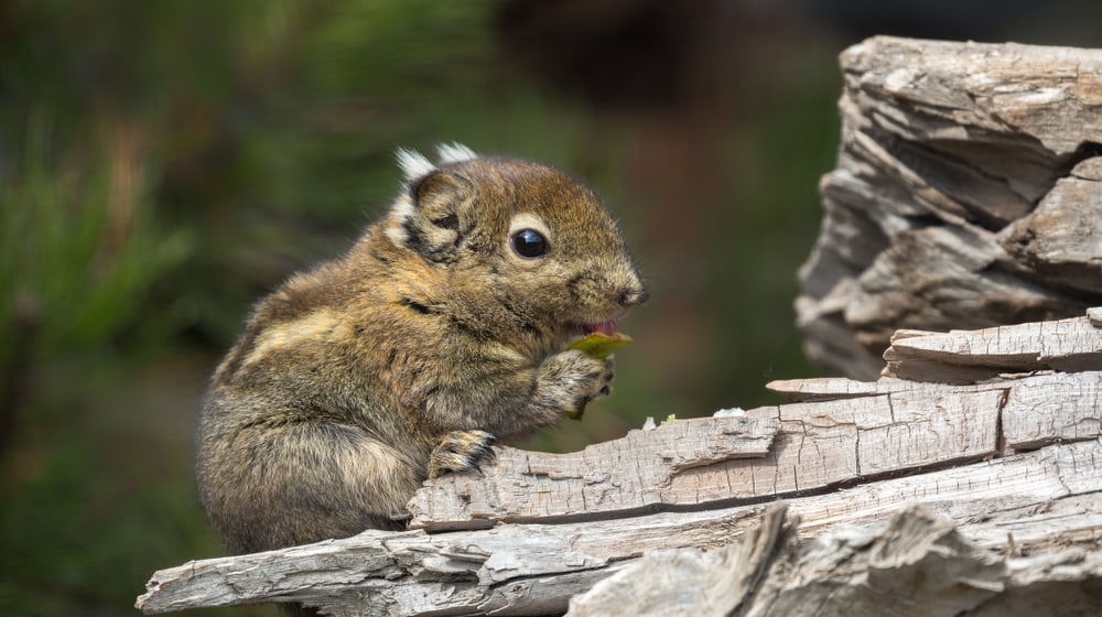 Chinesisches Baumstreifenhörnchen im Zoo Zürich