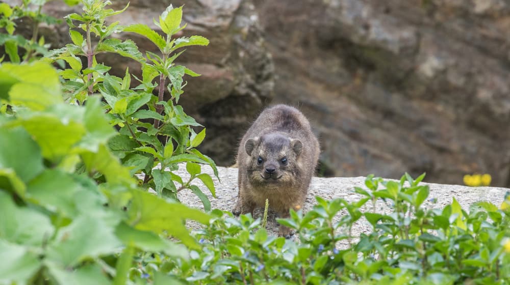 Junger Kap-Klippschliefer im Zoo Zürich.
