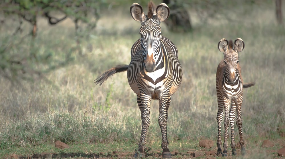 Grevyzebras in der Lewa Wildlife Conservancy