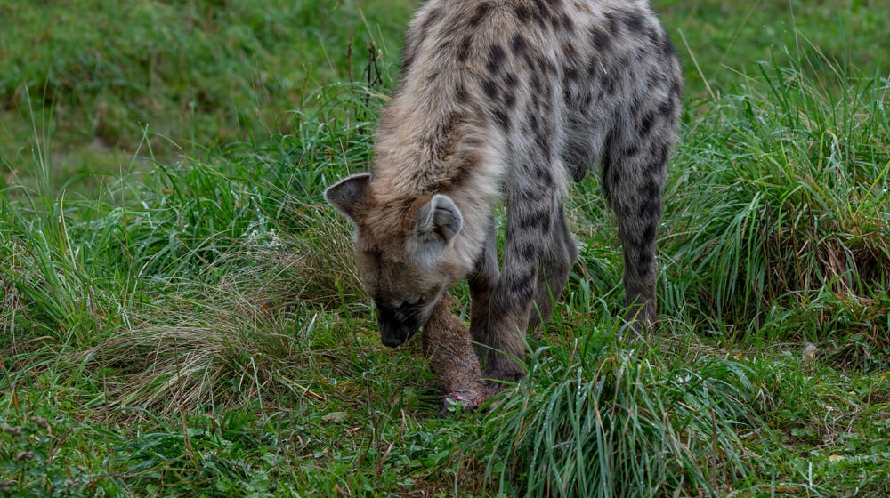 Eine Typfelhyäne im Zoo Zürich frisst ein totes Erdmännchen.