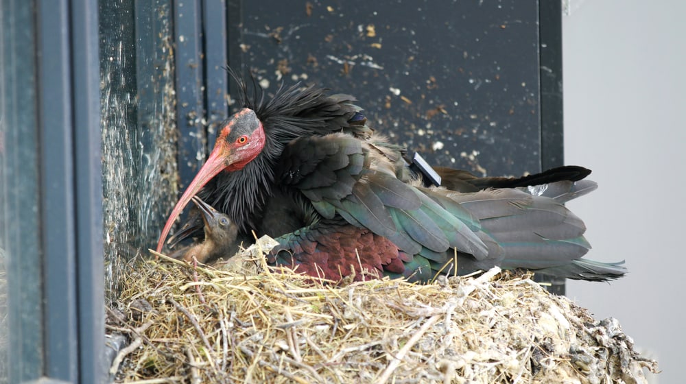 Waldrapp-Nest in Rümlang