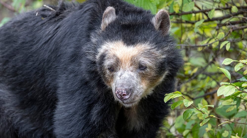 Brillenbär-Weibchen Sisa im Zoo Zürich (November 2021).