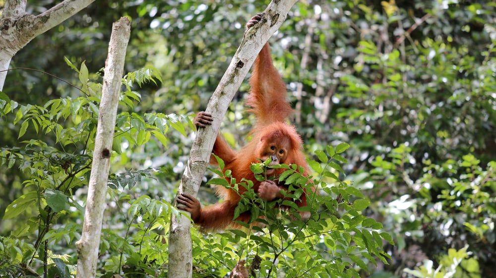 Sumatra Orang-Utan Ganteng in der Auffangstation von PanEco.