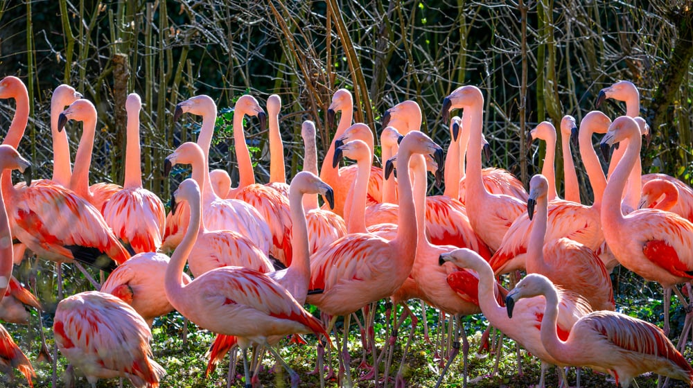 Chileflamingos in ihrer provisorischen Anlage auf der Vogelwiese.