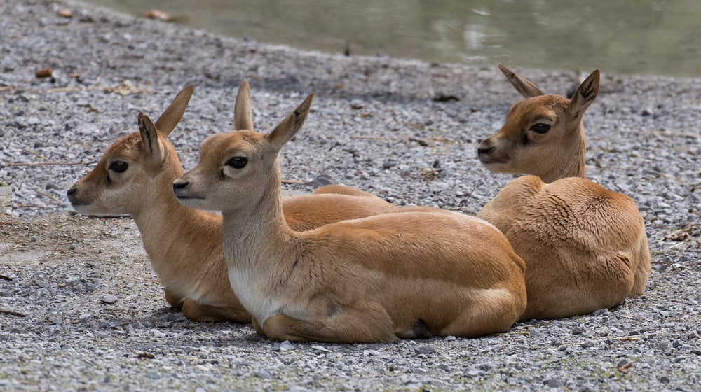 Junge Hirschziegenantilopen im Zoo Zürich.