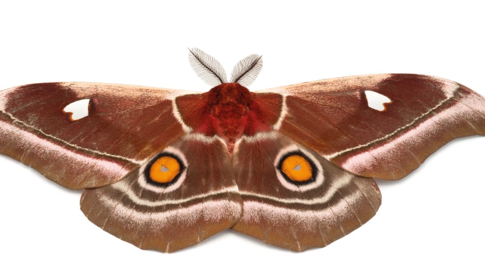 Nachtfalter Bunaea aslauga Kirby, 1877, aus dem Buch Magic Eyes of Madagascar von Armin Dett.