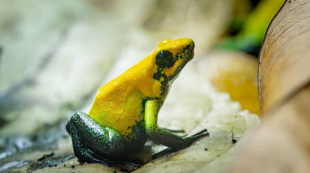 Zweifarbiger Pfeilgiftfrosch im Zoo Zürich.
