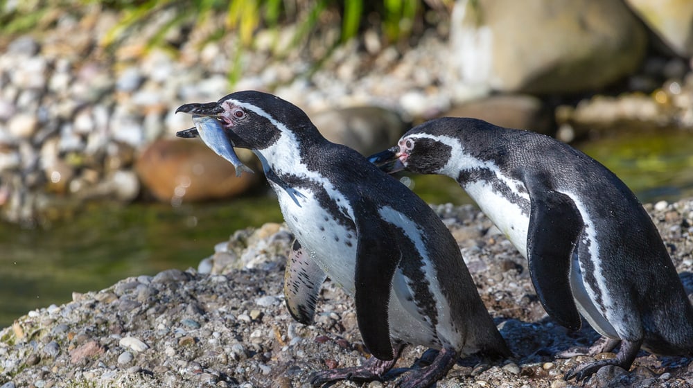 Humboldtpinguine im Zoo Zürich.