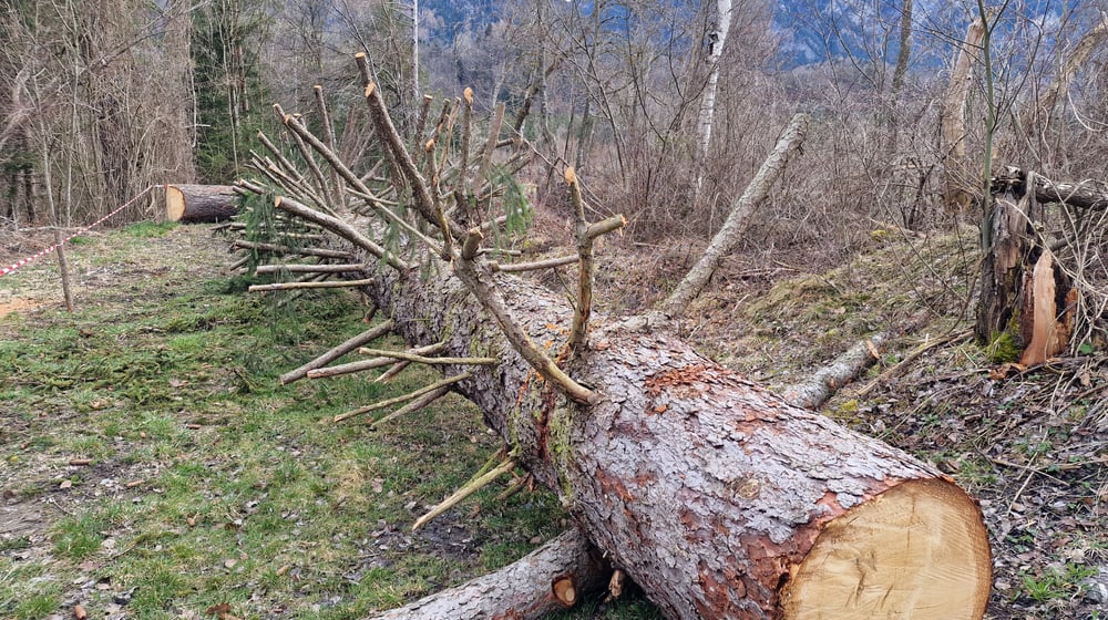 Der Baum, der im Panterra-Rotationssteg («Catwalk») verbaut wird.