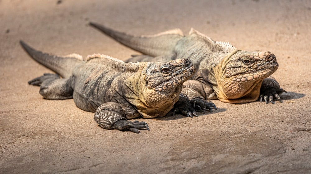 Exuma-Wirtelschwanzleguane im Australienhaus des Zoo Zürich.