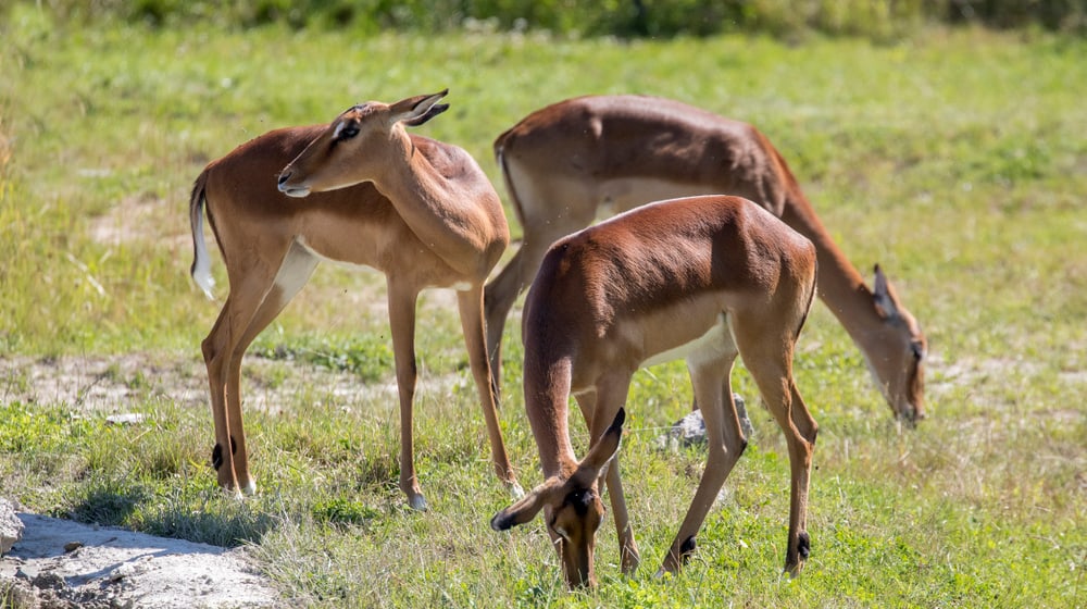 Impalas in der Lewa Savanne im Zoo Zürich.
