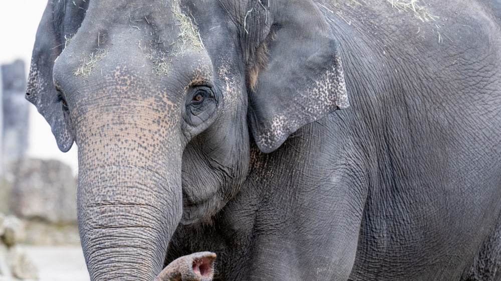Der Asiatische Elefant Panang im Tierpark Hellabrunn in München.