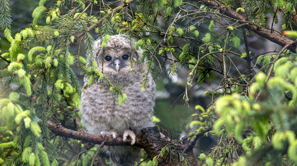 Junger Habichtskauz im Zoo Zürich.