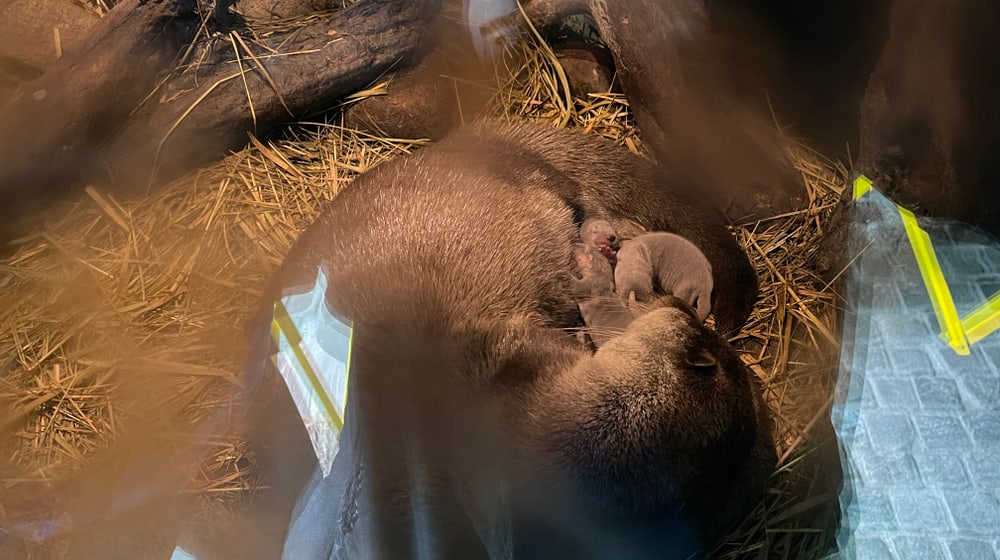 Junge Europäische Fischotter mit Mutter Lulu im Zoo Zürich.