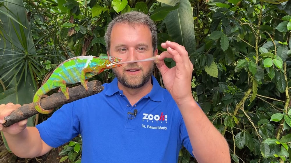 Zookurator Pascal Marty mit einem Pantherchamäleon im Zoo Zürich.