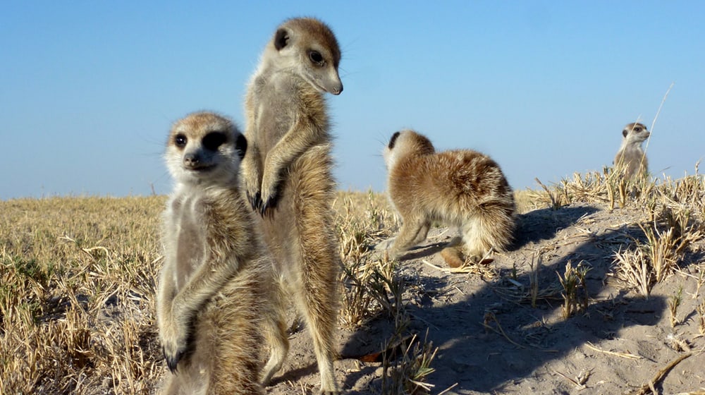 Erdmännchen in Botswana.